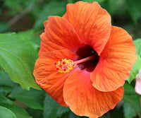 hell Orange Hibiskus Blumensamen zur Aussaat – Landhaus Garten wichtig – Traditionssorte & ohne Gentechnik Samen Hausgarten