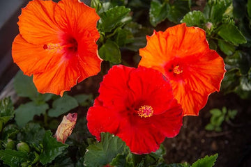 Orange Hibiscus Samen ornamental flowering Garten Pflanze