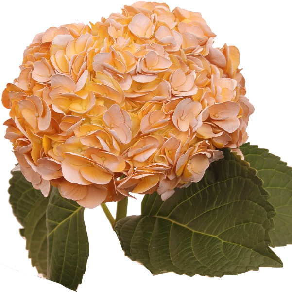hell Orange Hortensie Blumensamen zur Aussaat – hochwertige Qualitäts- – Traditionssorte & ohne Gentechnik Samen Hausgarten