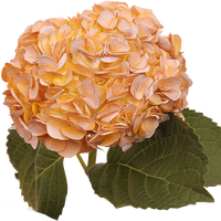 hell Orange Hortensie Blumensamen zur Aussaat – hochwertige Qualitäts- – Traditionssorte & ohne Gentechnik Samen Hausgarten
