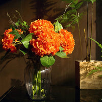 Orange hydrangea blume samen for anpflanzung and gardening