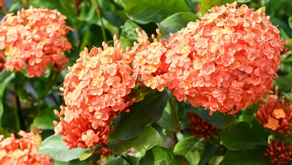 Hortensie Orange Blumensamen zur Aussaat – Wildblume Mischung – Traditionssorte & ohne Gentechnik Samen Hausgarten