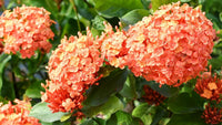 Hortensie Orange Blumensamen zur Aussaat – Wildblume Mischung – Traditionssorte & ohne Gentechnik Samen Hausgarten