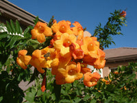 Orange Tecoma Jubilee Blumensamen zur Aussaat sonnenliebend Traditionssorte & ohne Gentechnik Samen Hausgarten