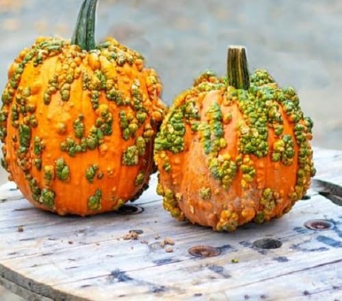 Orange knucklehead pumpkin fruits developing on pflanzen
