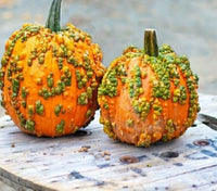 Orange knucklehead pumpkin fruits developing on pflanzen