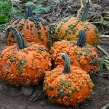 Orange knucklehead pumpkin pflanzen wachsend in garten