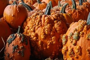 Orange knucklehead pumpkin samen für aussaat non gmo