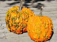 Orange knucklehead pumpkin seedlings sprouting in soil