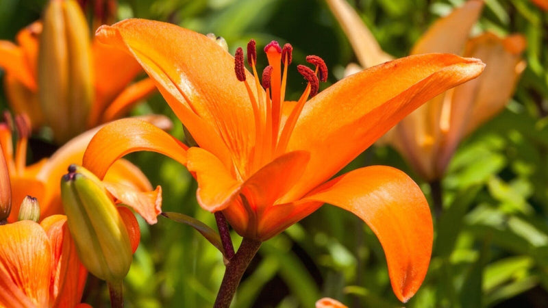 Lilium blume samen for anpflanzung garten favorite heirloom & gmo free samen for home garten 
 
 sale for anpflanzung in home garten
