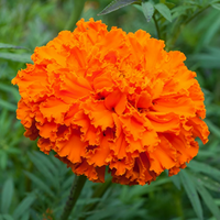 Orange Nelke Blumensamen zur Aussaat – robust Sorte – Traditionssorte & ohne Gentechnik Samen Hausgarten