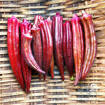 Orange okra samen für aussaat in home gardens