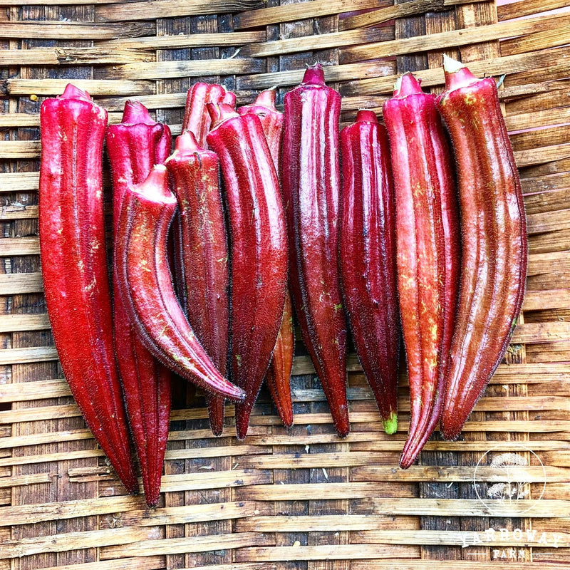 Orange okra samen für aussaat in home gardens