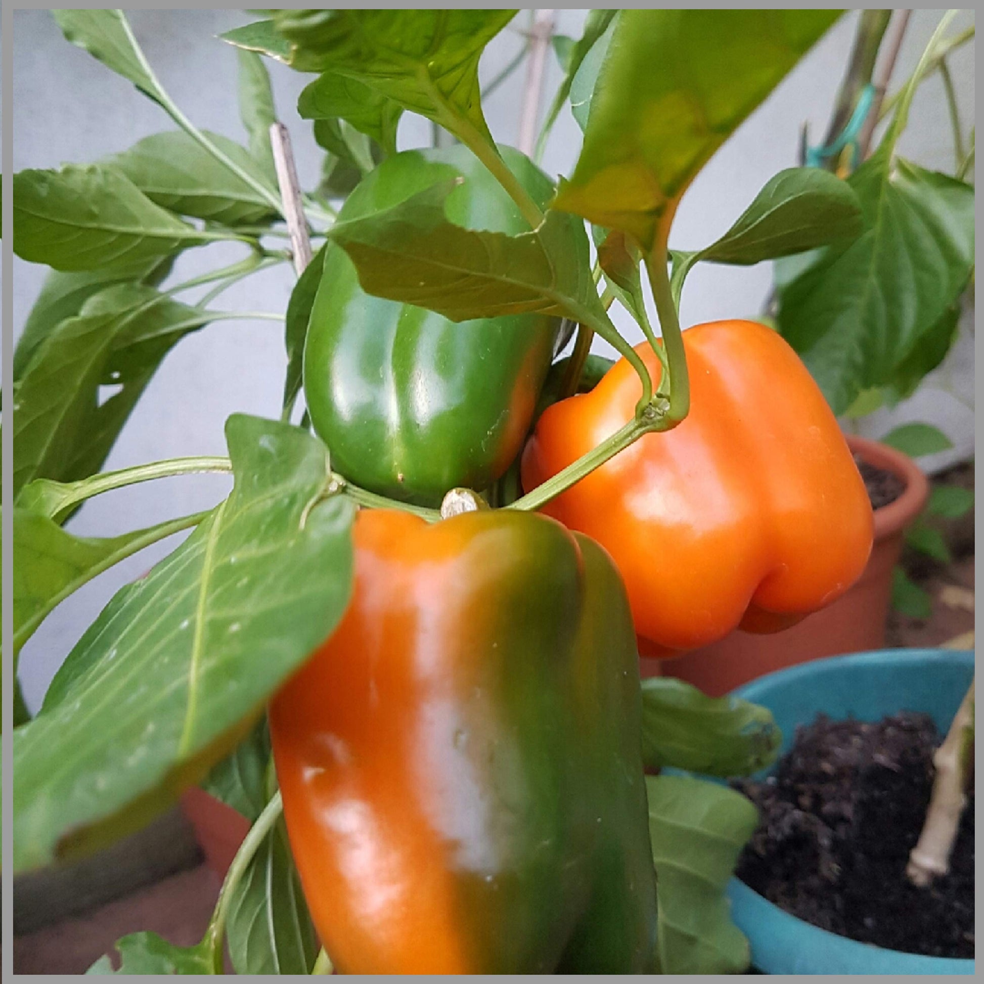 Orange pepper pflanzen wachsend in garten