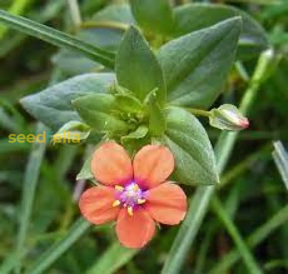 Orange pimpernel scarlet blume samen for anpflanzung  bright annual blooms