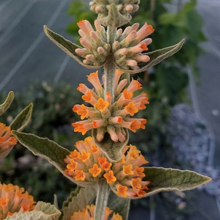 Orange rosa buddleia blume samen for anpflanzung