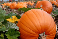 Orange pumpkin samen für aussaat non-gmo variety