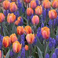 Orange and lila tulip blume samen for anpflanzung