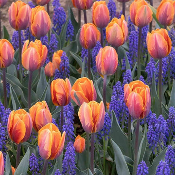 Orange and lila tulip blume samen for anpflanzung