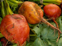 Aussaat guide für orange radish samen