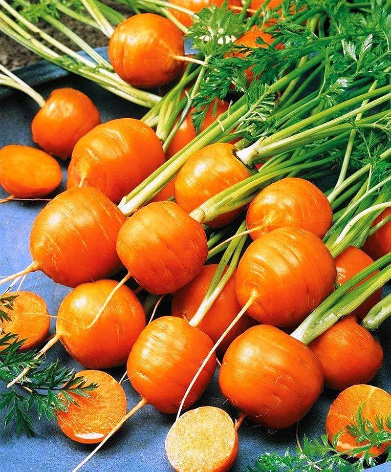 Orange radish samen für aussaat