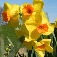 Orange rot daffodil samen for anpflanzung