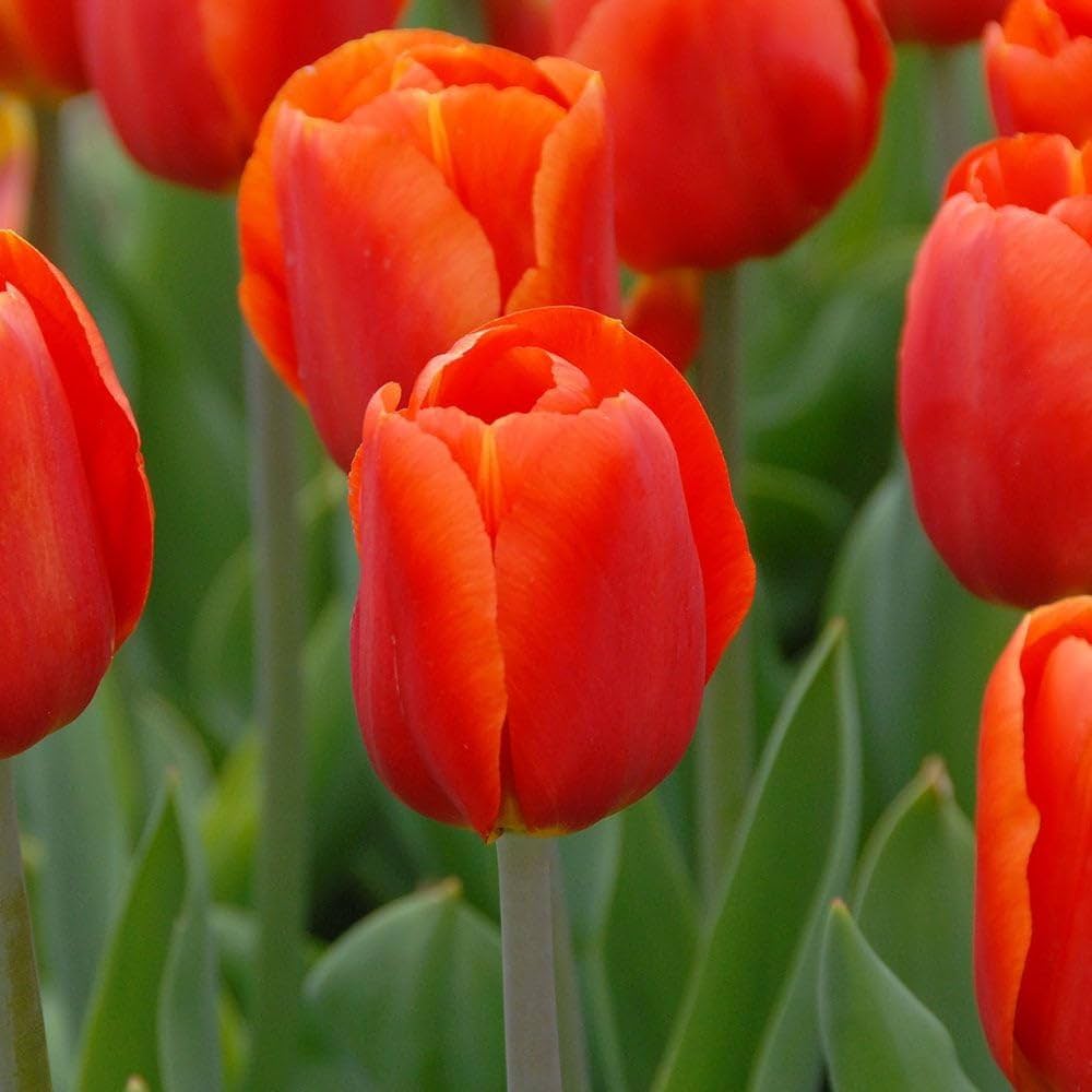 Orange rot tulip blume samen for anpflanzung