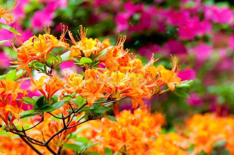 MultiColour Rhododendron Blumensamen zur Aussaat Drought verträglich Traditionssorte & ohne Gentechnik Samen Hausgarten