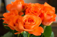 Healthy orange rose seedlings wachsend