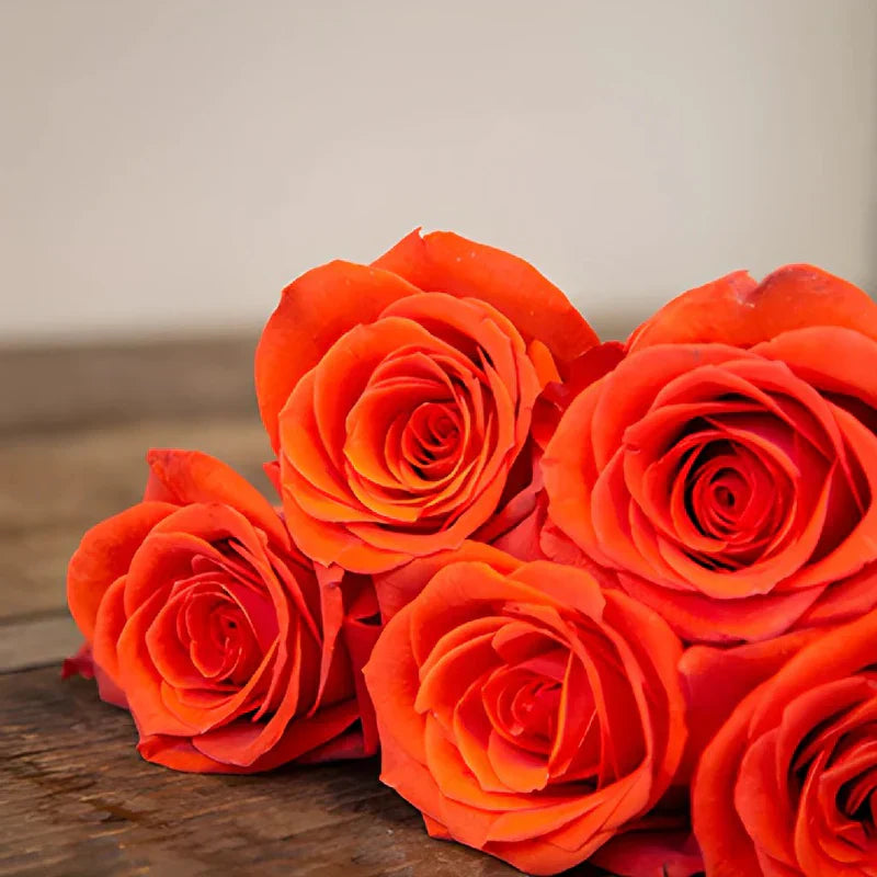 Unique orange rose samen for anpflanzung