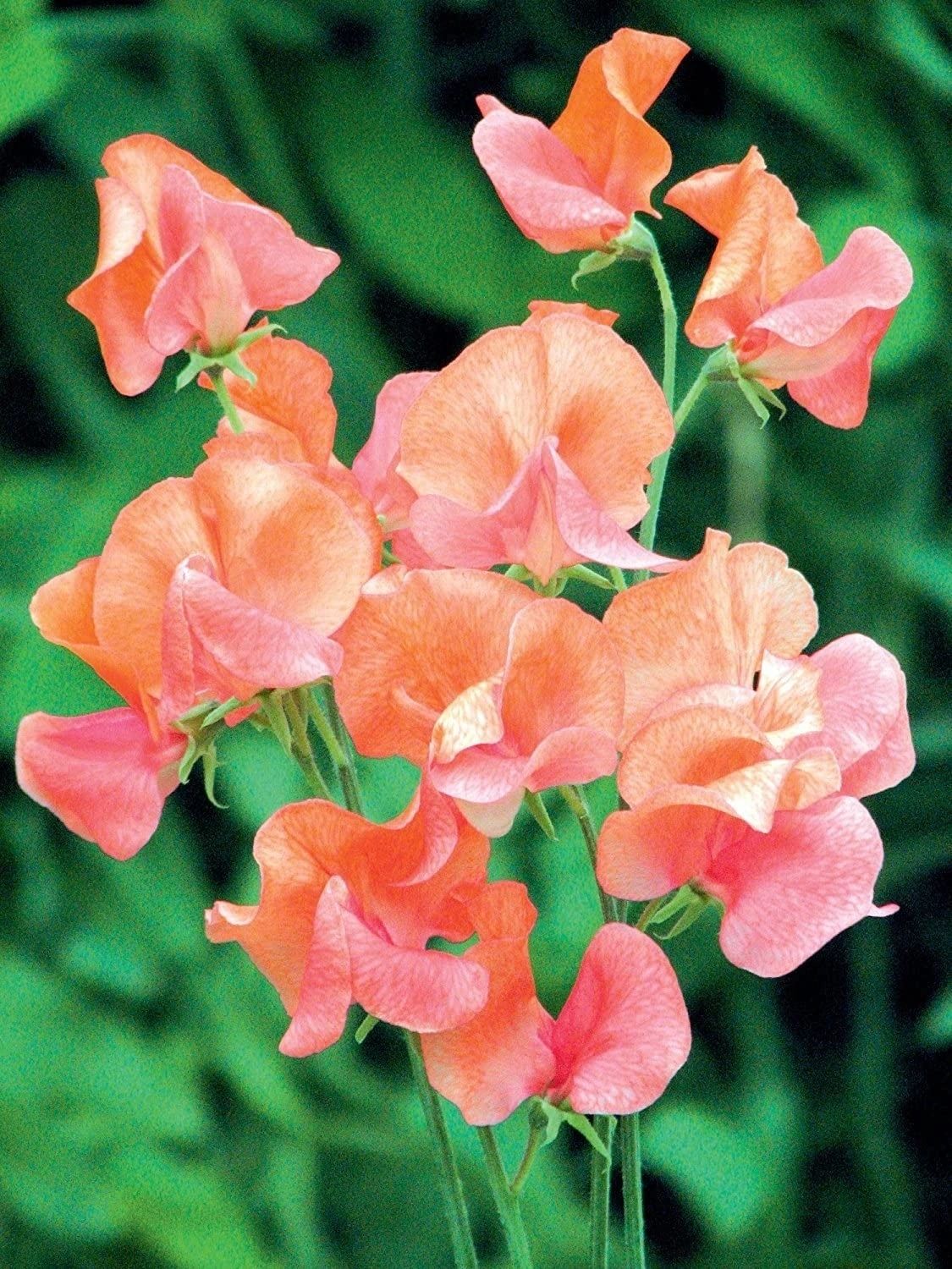 Orange sweet pea blumen along garten borders