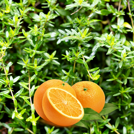 Orange Thyme Samen – Thymus vulgaris Fragrantissimus Orangelo Variety