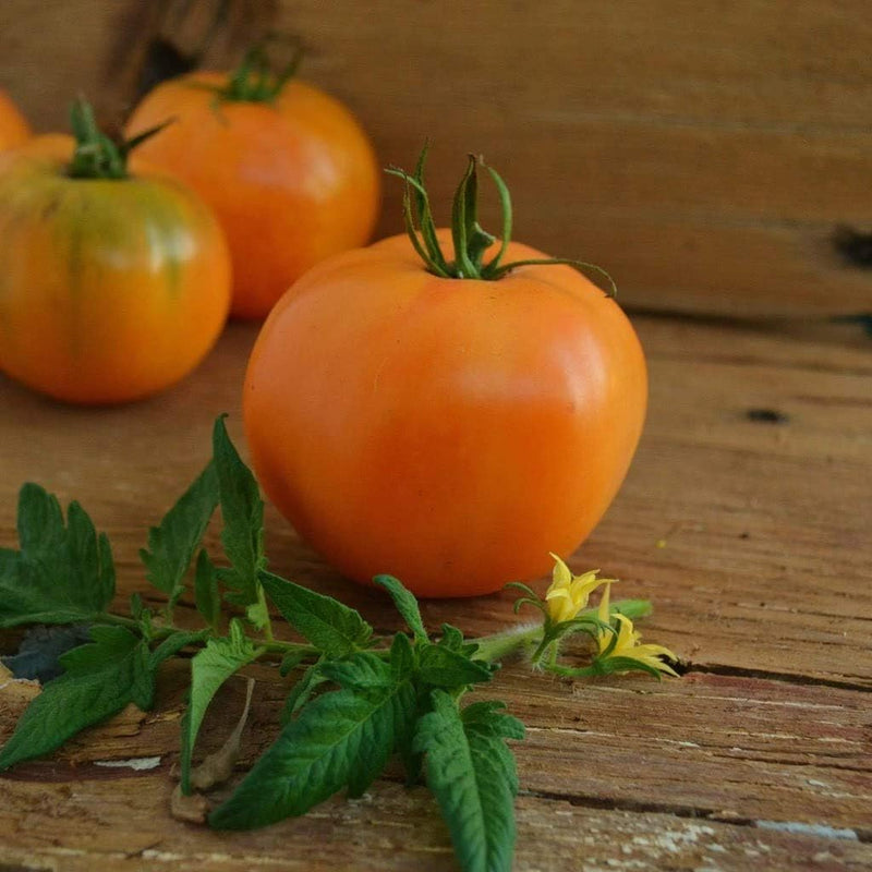 Orange tomato samen für home garten aussaat, high yield