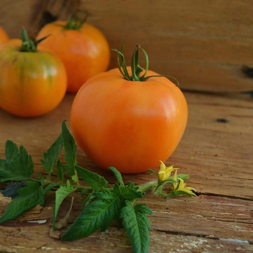 Orange tomato samen für home garten aussaat, high yield