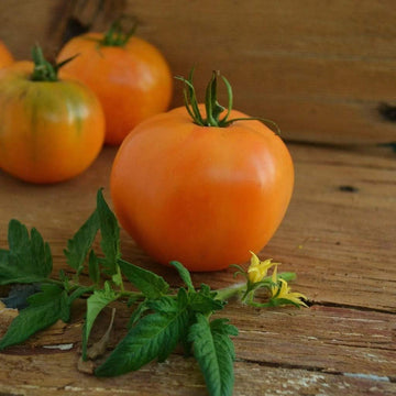 Orange tomato samen für home garten aussaat, high yield