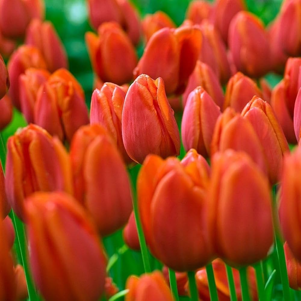 Orange tulips blooming along garten border
