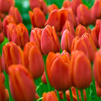 Orange tulips blooming along garten border