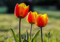 Orange tulip samen for borders and garten beds
