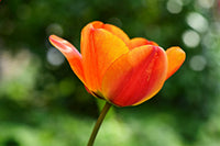 Orange tulip samen for low-maintenance garten anpflanzung
