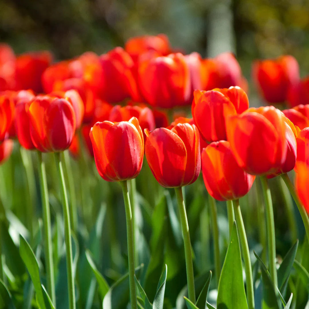 Orange tulip samen for vibrant spring garten blooms
