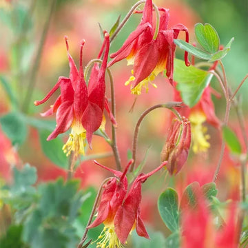 Orange and weiß aquilegia blume samen for garten anpflanzung