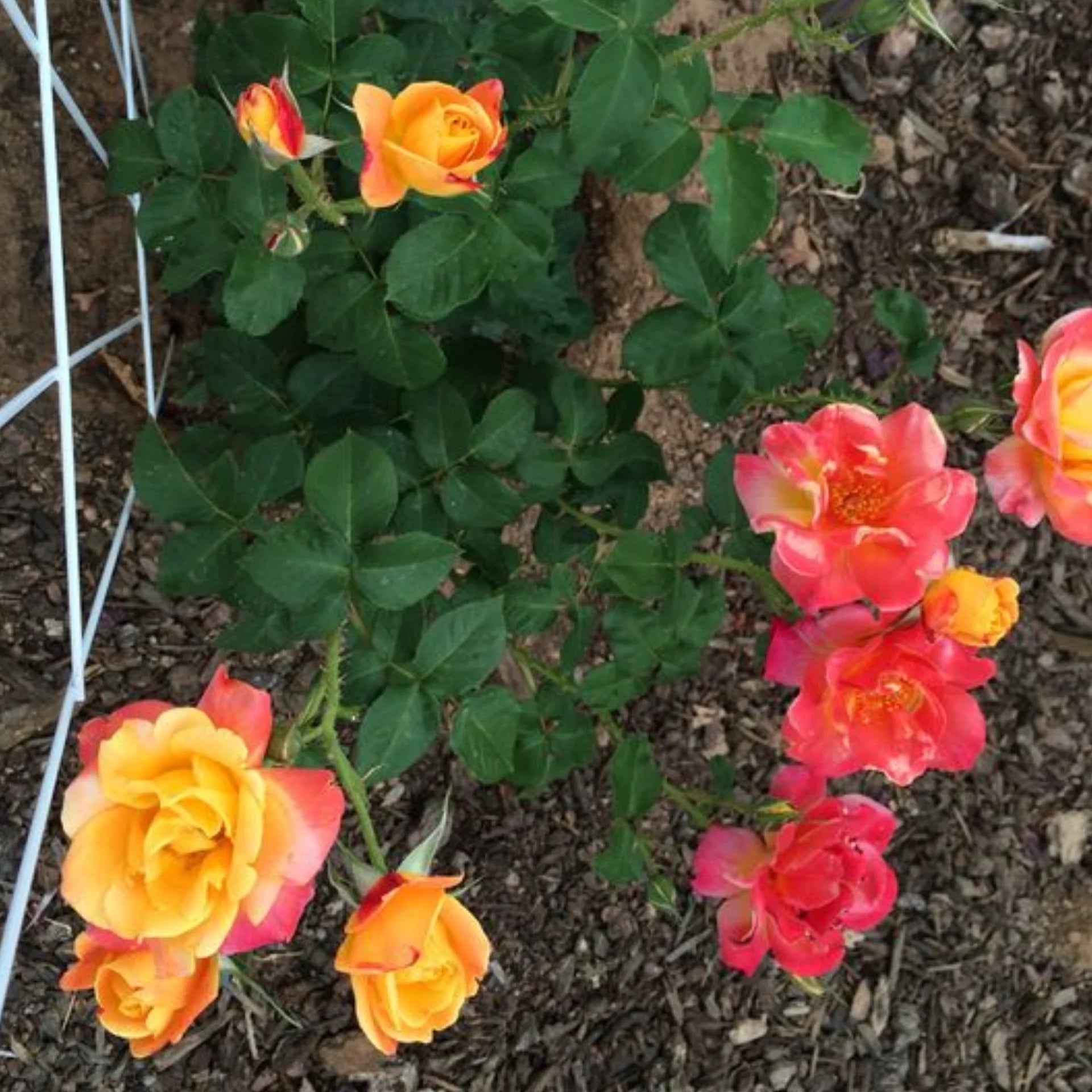 Gelb Rot kletternd Rose ohne Gentechnik Traditionssorte Garten Samen Blumensamen zur Aussaat – leuchtend – Traditionssorte & ohne Gentechnik Samen Hausgarten