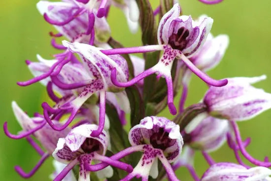 Weiß Man Orchidee Blumensamen zur Aussaat – pflegeleicht – Traditionssorte & ohne Gentechnik Samen Hausgarten