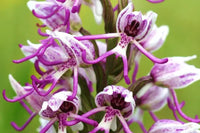 Weiß Man Orchidee Blumensamen zur Aussaat – pflegeleicht – Traditionssorte & ohne Gentechnik Samen Hausgarten