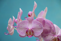 Schmetterling Orchidee Blumensamen zur Aussaat – Schnitt Blume beliebt – Traditionssorte & ohne Gentechnik Samen Hausgarten