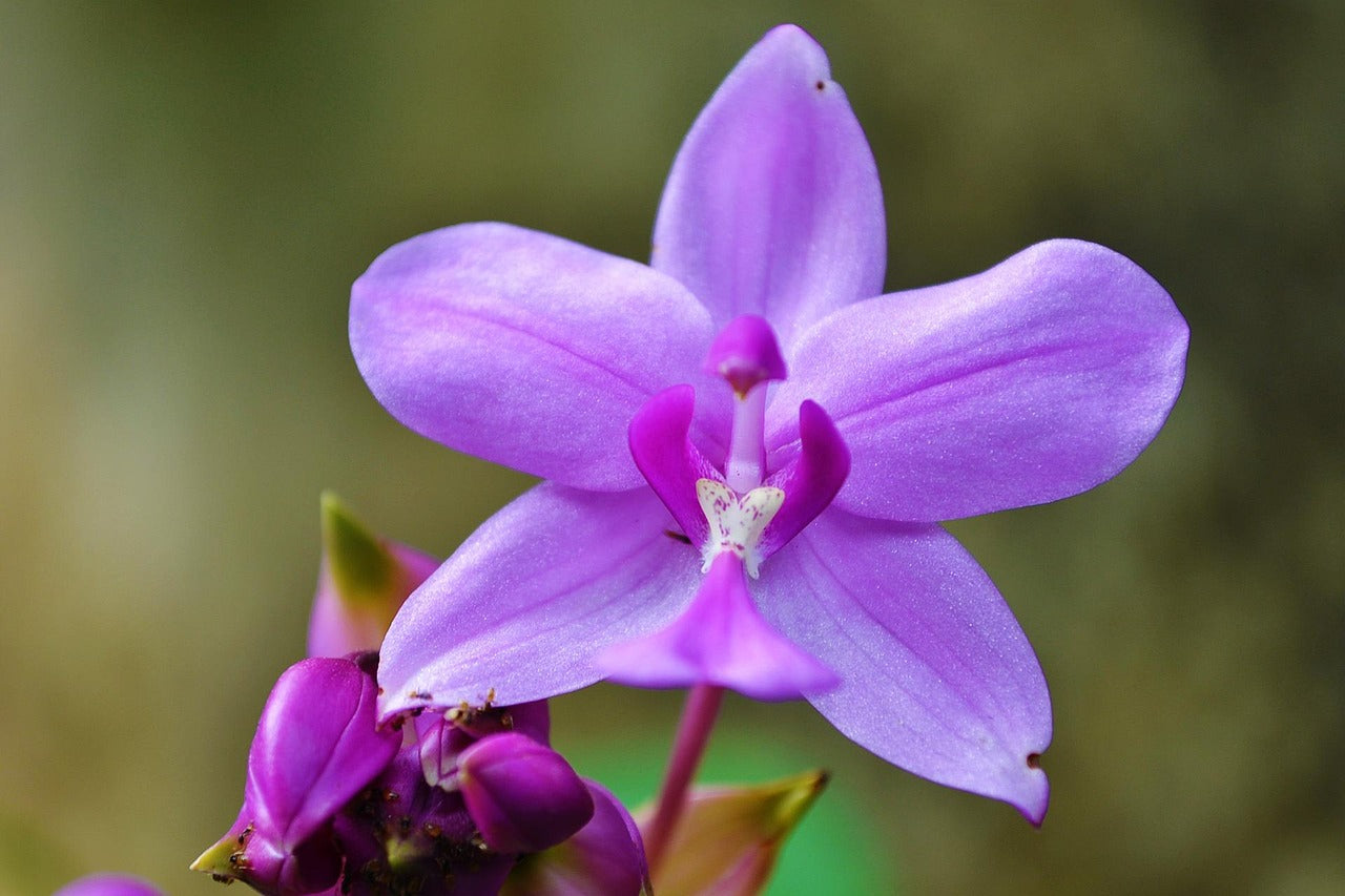 Orchidee Blumensamen zur Aussaat leuchtend Traditionssorte & ohne Gentechnik Samen Hausgarten