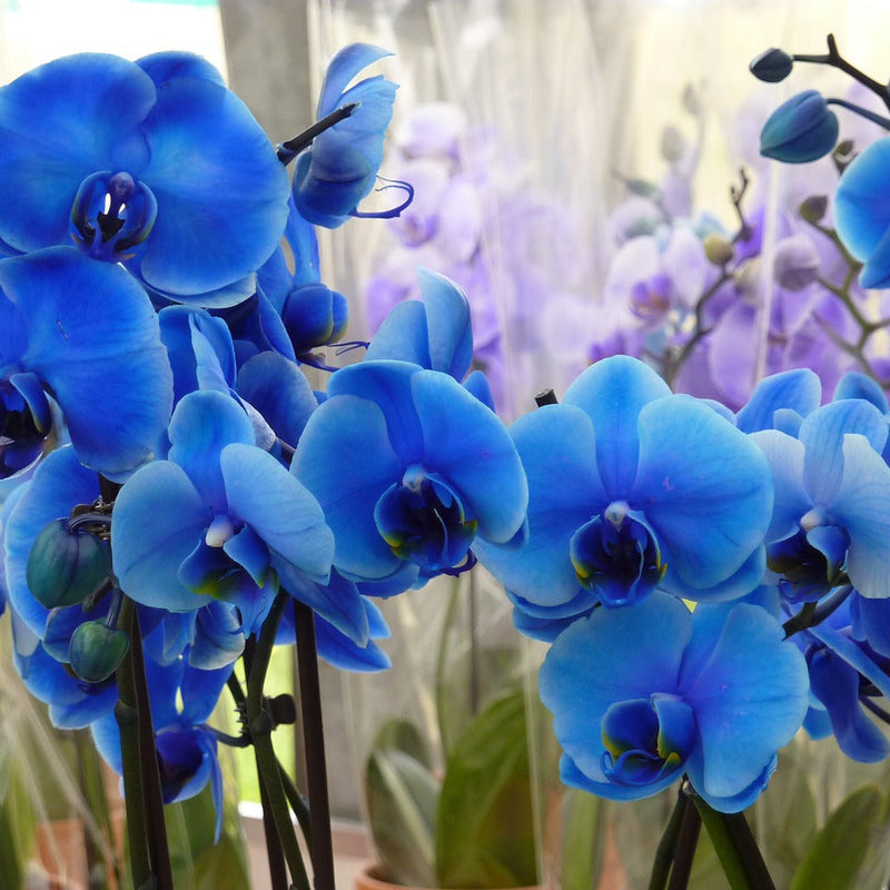 Deep blau phalaenopsis orchid blume samen for anpflanzung - low maintenance, heirloom & gmo free samen for home garten
 
 sale for anpflanzung in home garten