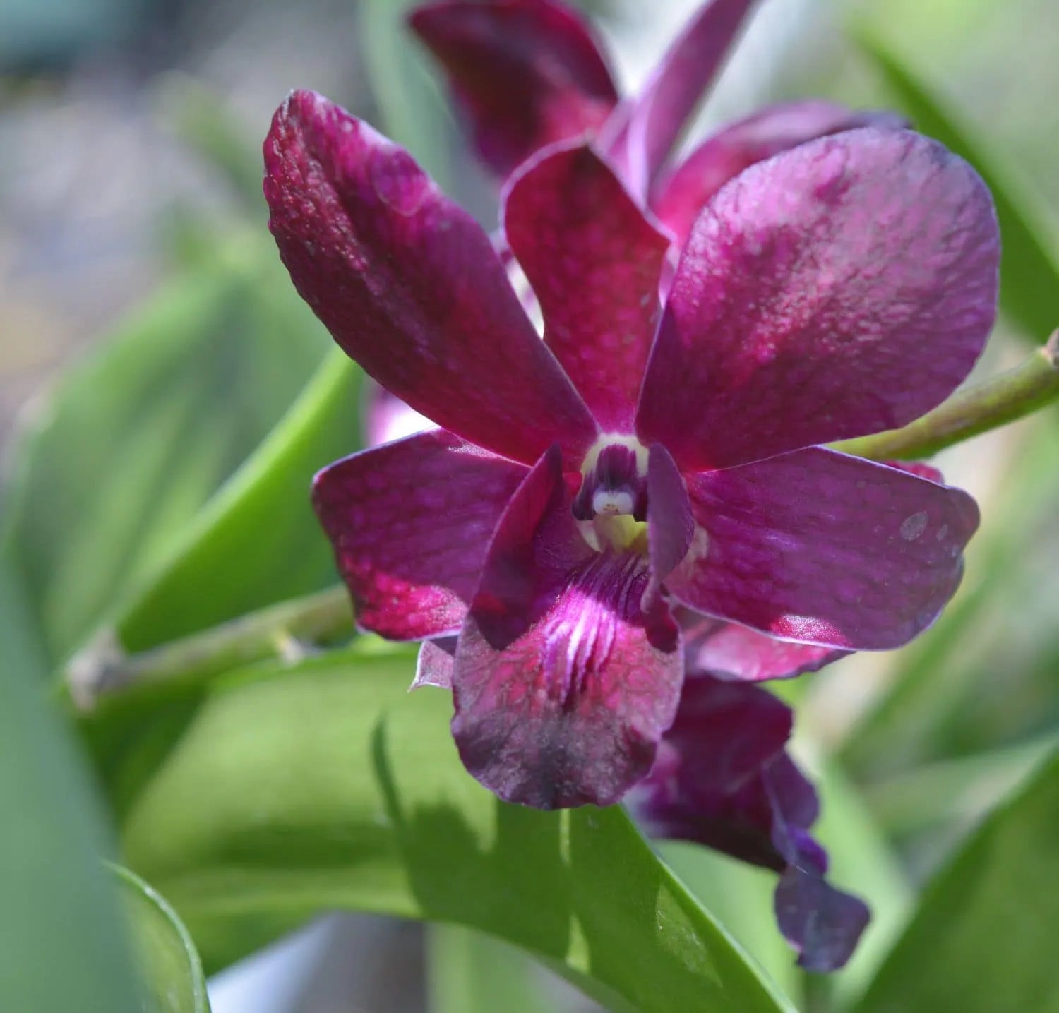 dunkel Blau Dendrobium orchid Blumensamen zur Aussaat – Bestäuber freundlich – Traditionssorte & ohne Gentechnik Samen Hausgarten
