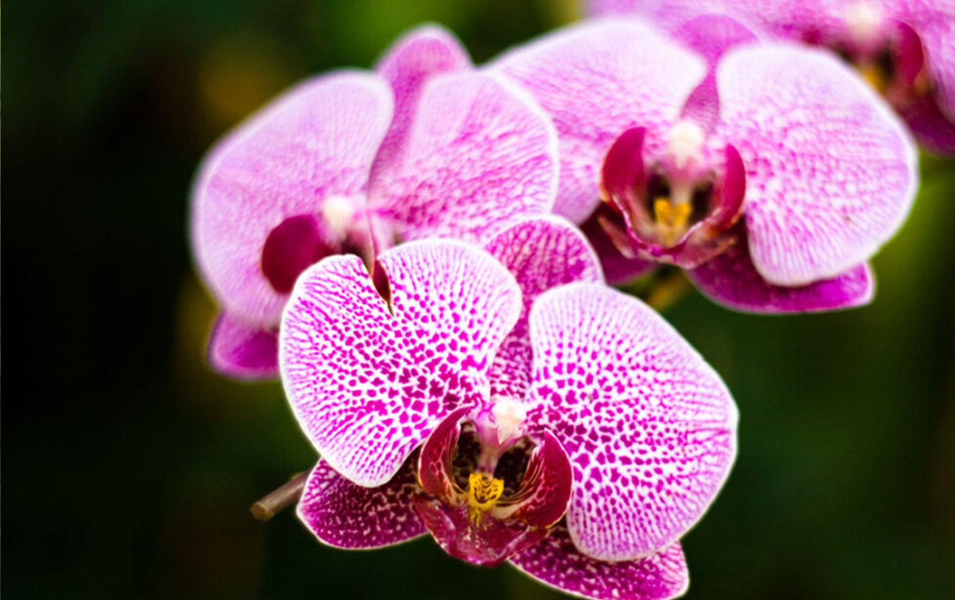 Schmetterlingsorchidee Orchidee Blumensamen zur Aussaat – ideal Rabatten – Traditionssorte & ohne Gentechnik Samen Hausgarten