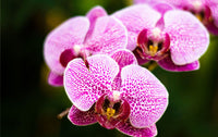 Orchidee Blume Samen zur Aussaat leuchtend Blüten